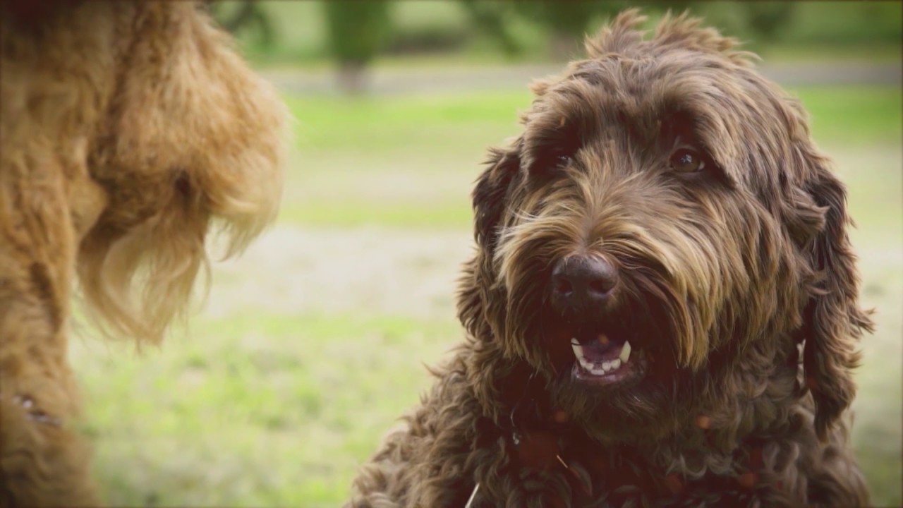 Dog friendly travel tips  & accommodation - S1 Ep 1