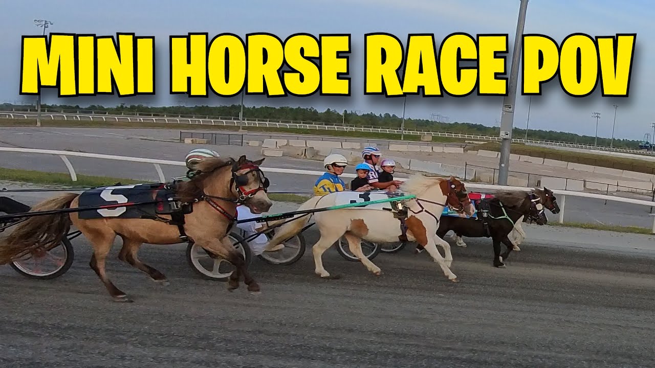 Mini Horse Race POV
