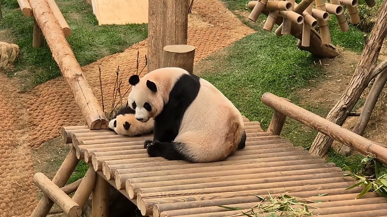루이바오 솜뭉치 시절 아기천사 루이👼👼👼 20240309