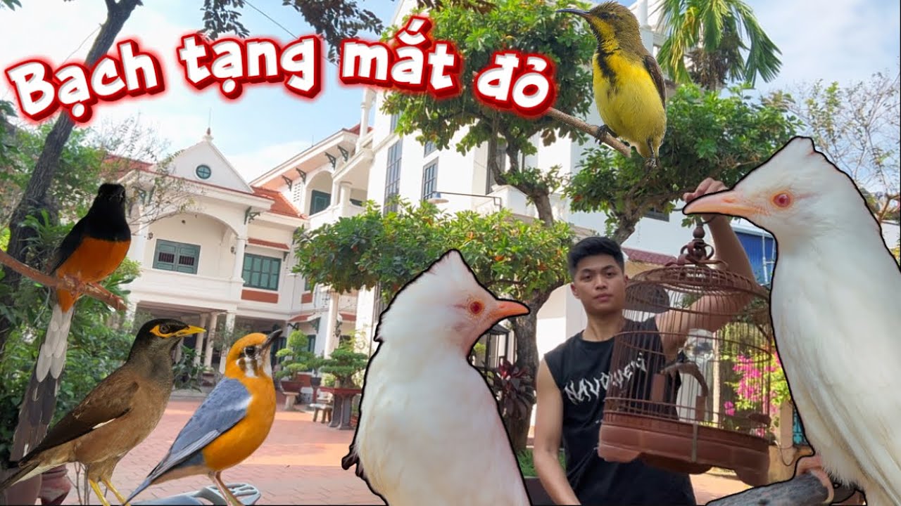 Sưu Tầm được chim BÔNG LAU BẠCH TẠNG MẮT ĐỎ RUBI & Cải tạo AVI nuôi CHÒE LỬA,SÁO NÂU || Đạt Bird TV