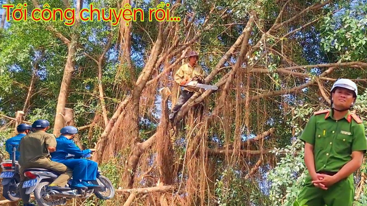 Cưa cây sao lại có công an nhiều vậy / Why are there so many police when sawing trees? | T737