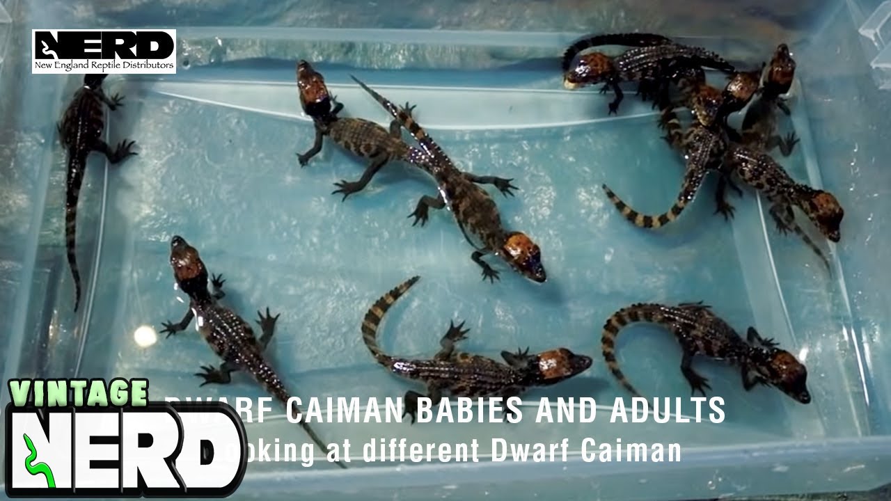 Dwarf Caiman Babies and Adults-Looking at different Dwarf Caiman.