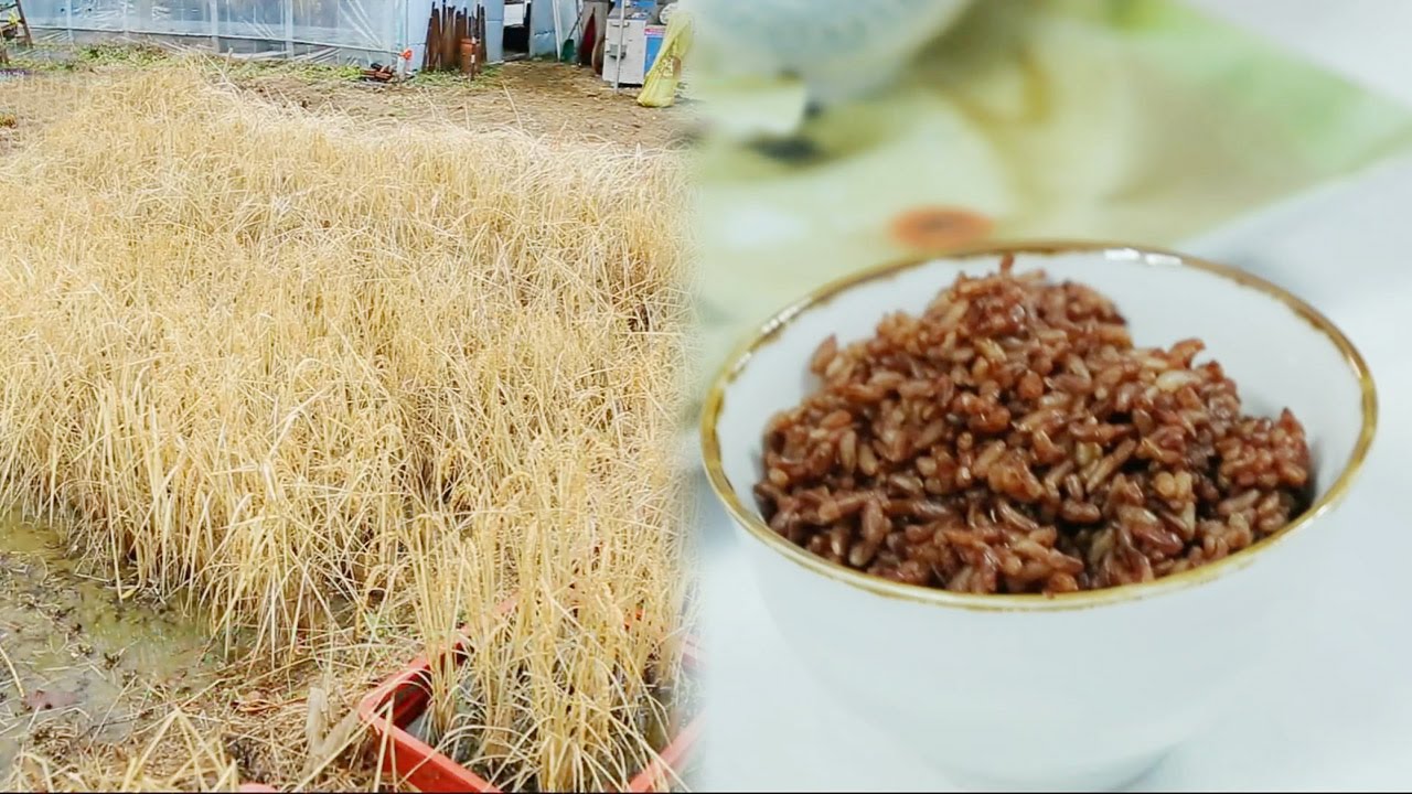 도시농부가 키우는 50여 종 '토종 벼' 그 맛은? (마이그린라이프) @좋은아침 4729회 20151117