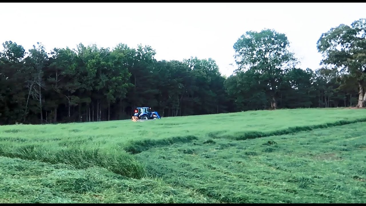 Tifton 85 Bermudagrass Hay
