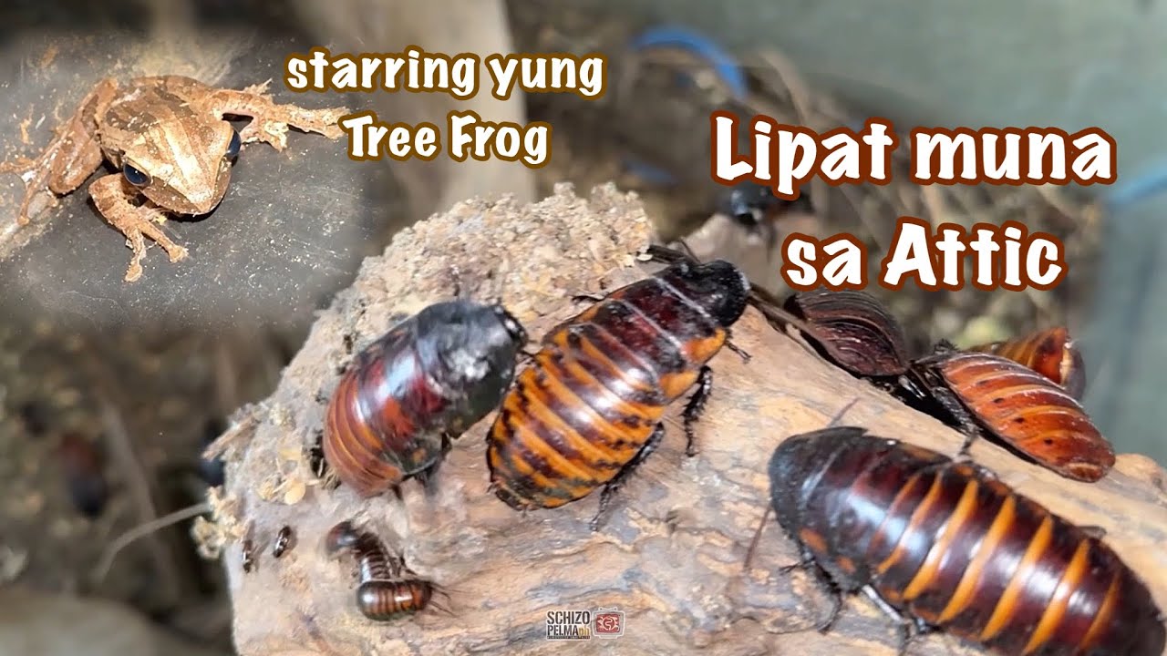 Reset muna natin ang Colony ng Hissing Cockroach