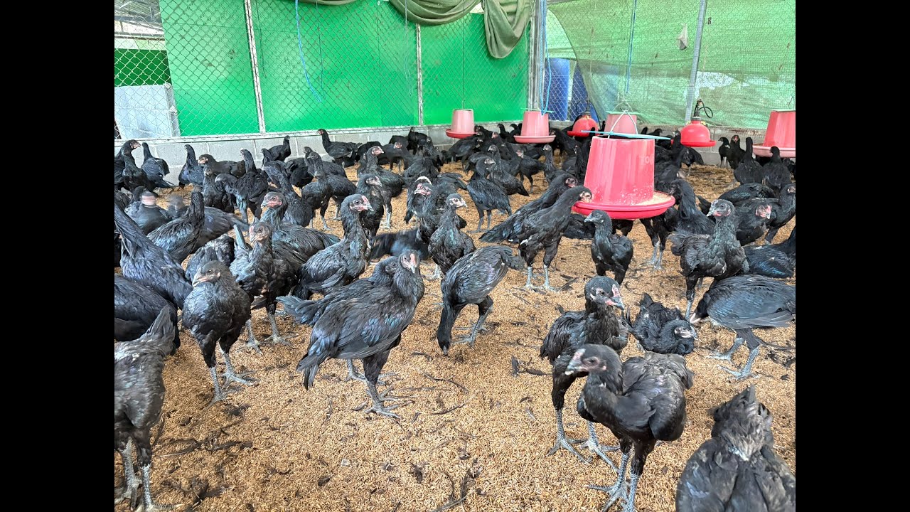 ไก่ประดู่หางดำ มข 55 