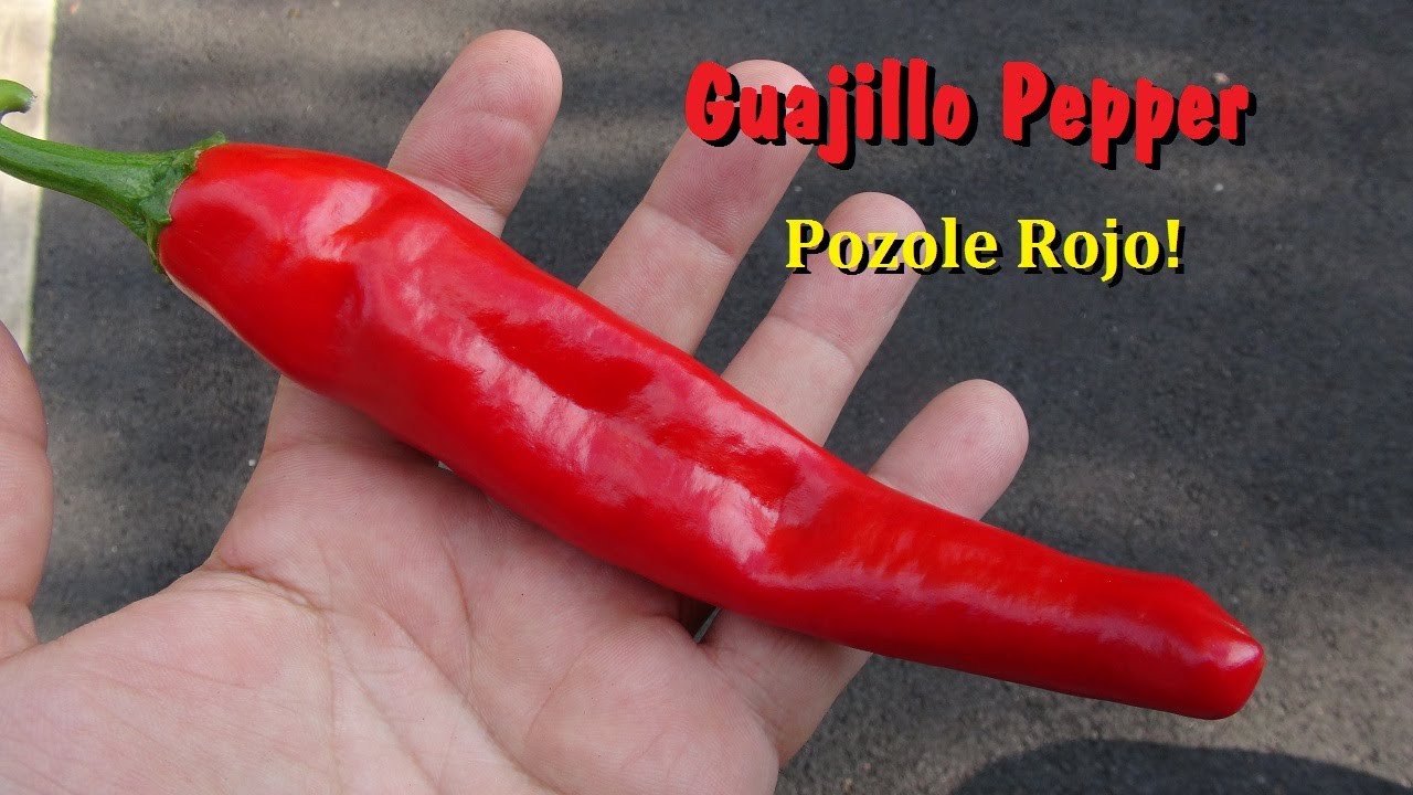 Перец гуахильо | Capsicum annuum | Обзор перца