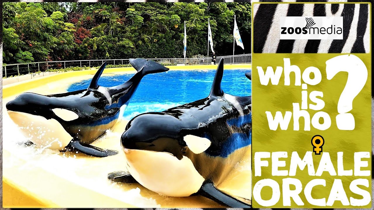 Loro Parque: Die Orca-WEIBCHEN | zoos.media