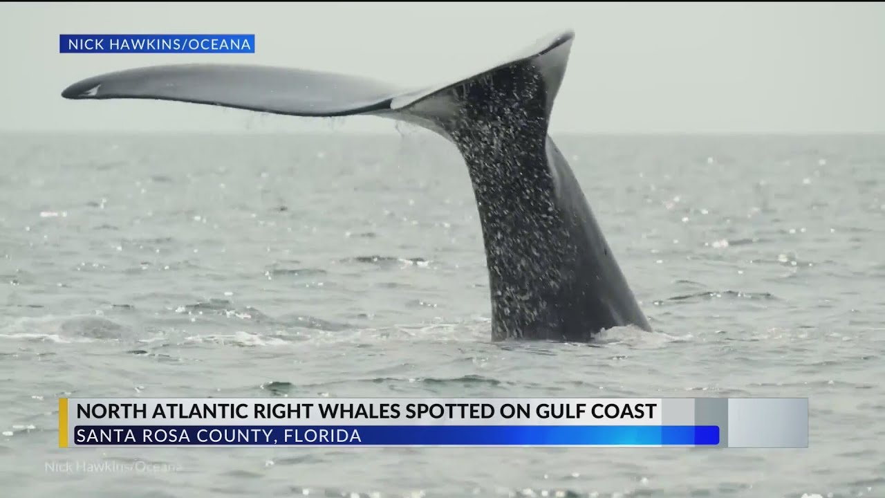 2 endangered North Atlantic Right Whales spotted off of Navarre Pier