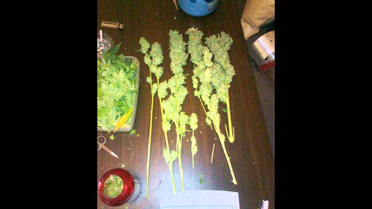 Harvest White Widow and Jack Herer 400HPS closet grow