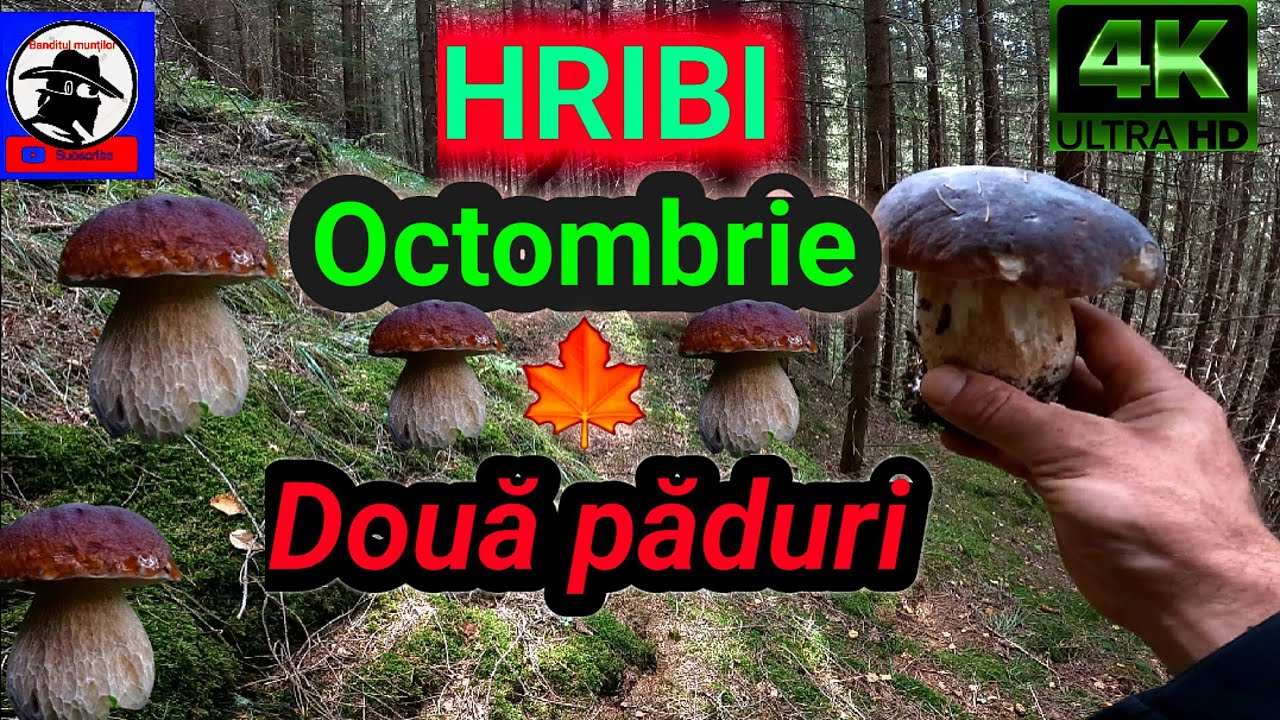 HRIBI!🍄 Octombrie 🍁! Două păduri 🌲🌲🌲! Apuseni! boletus EDULIS!