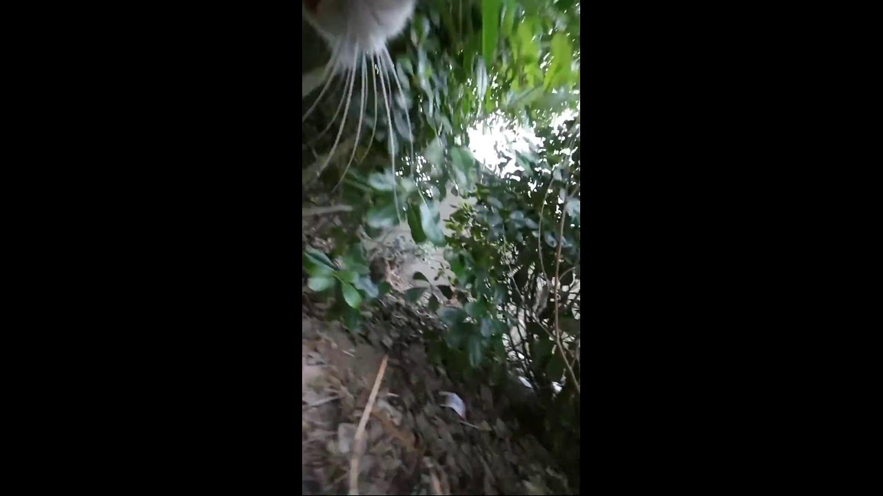 A Cat's First-Person Perspective｜猫の一人称視点｜ 2026-03-15 16:48:45