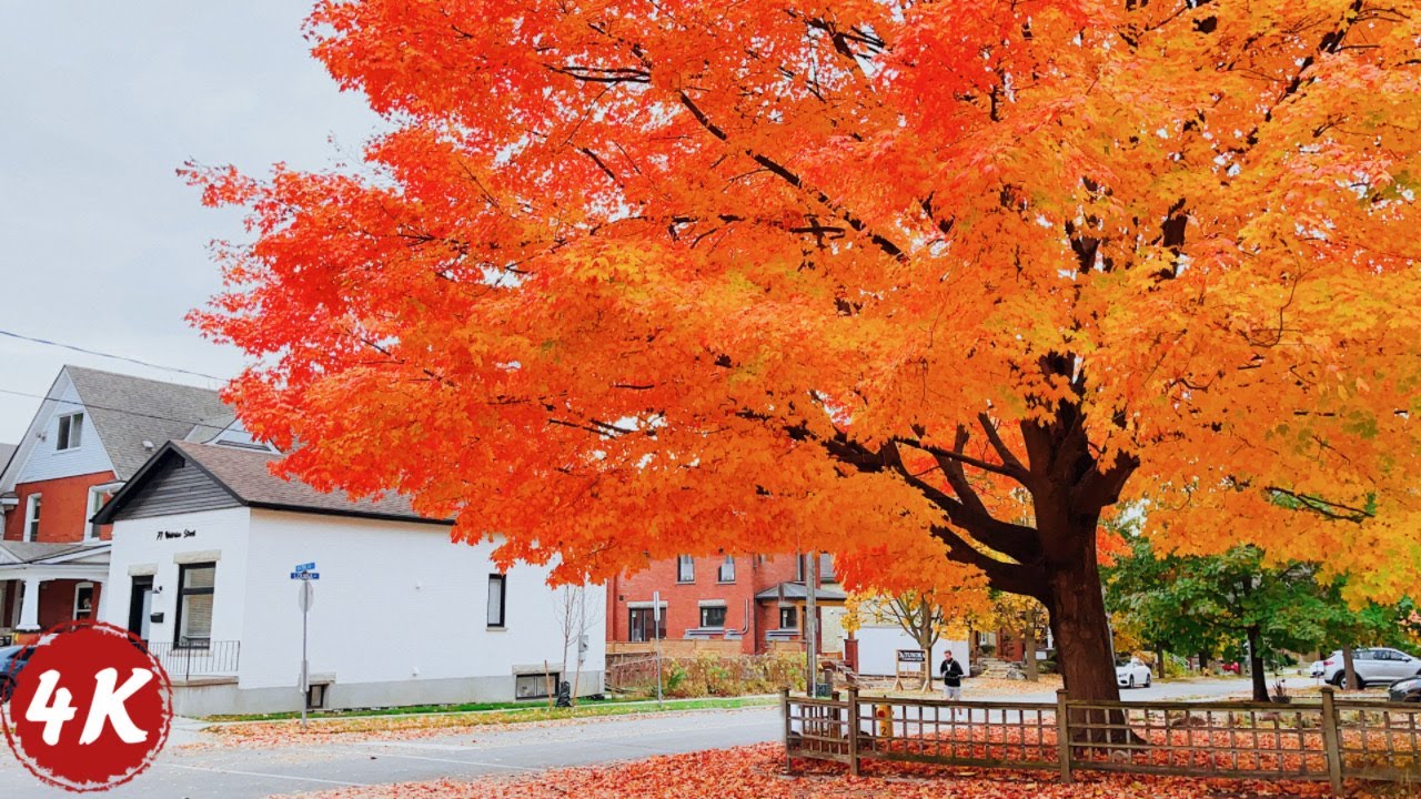 Peaceful Canadian Neighborhood Walk | Beautiful Autumn Ambience | Sound for Sleep and Study