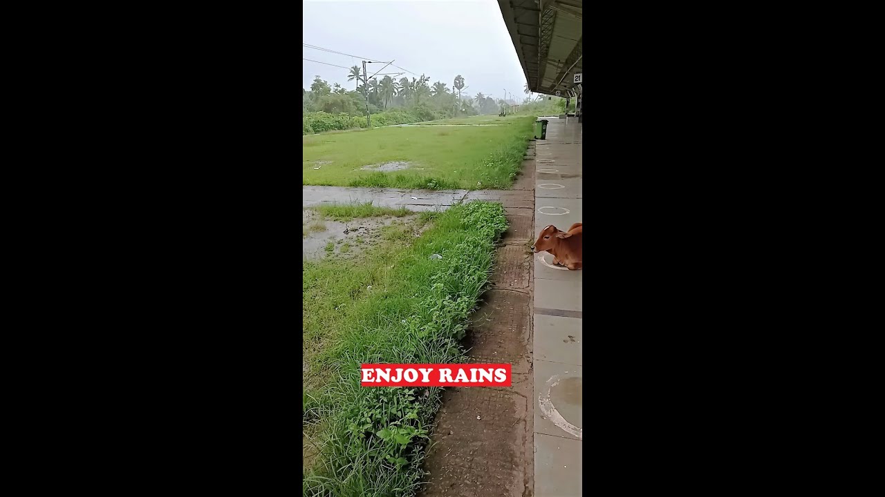 Calf Chews Enjoys Monsoon Rains #shorts Byndoor Mookambika