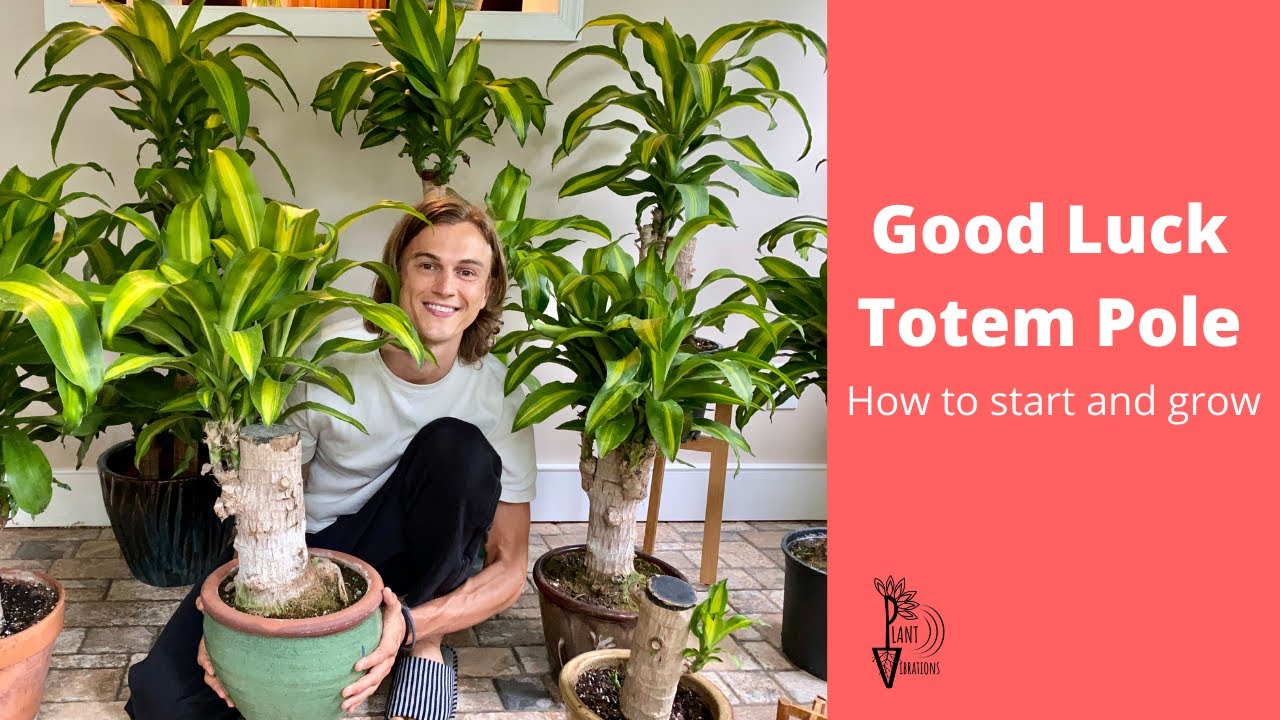 Good Luck Totem Pole Growing Guide - Brazilian Wood Plant - Dracaena fragrans