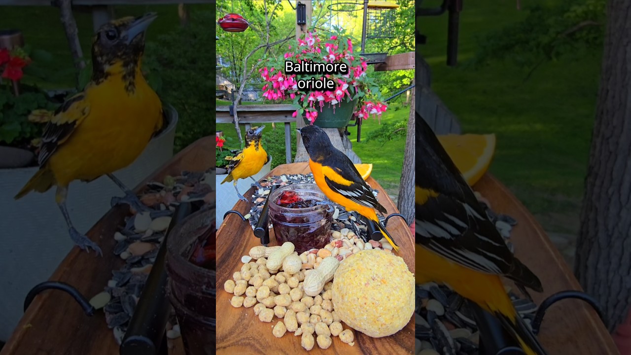 Dinner at Le Chirp-cuterie #birds #birdfeeder #birdwatching #nature #relaxing #charcuterie