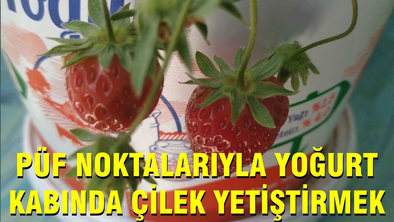 Tüm Püf Noktalarıyla Yoğurt Kabında ÇİLEK Yetiştirme