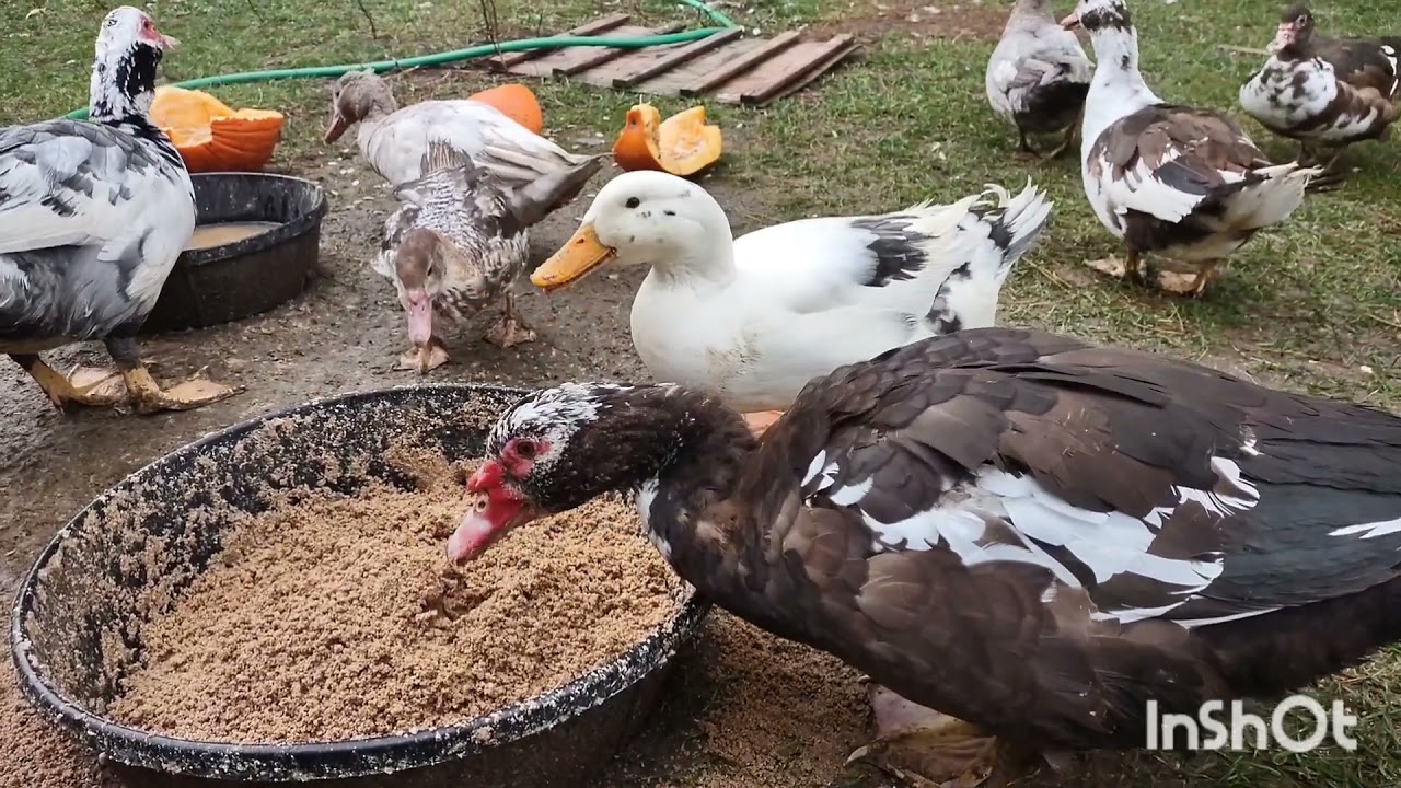 Intro to Muscovy Ducks