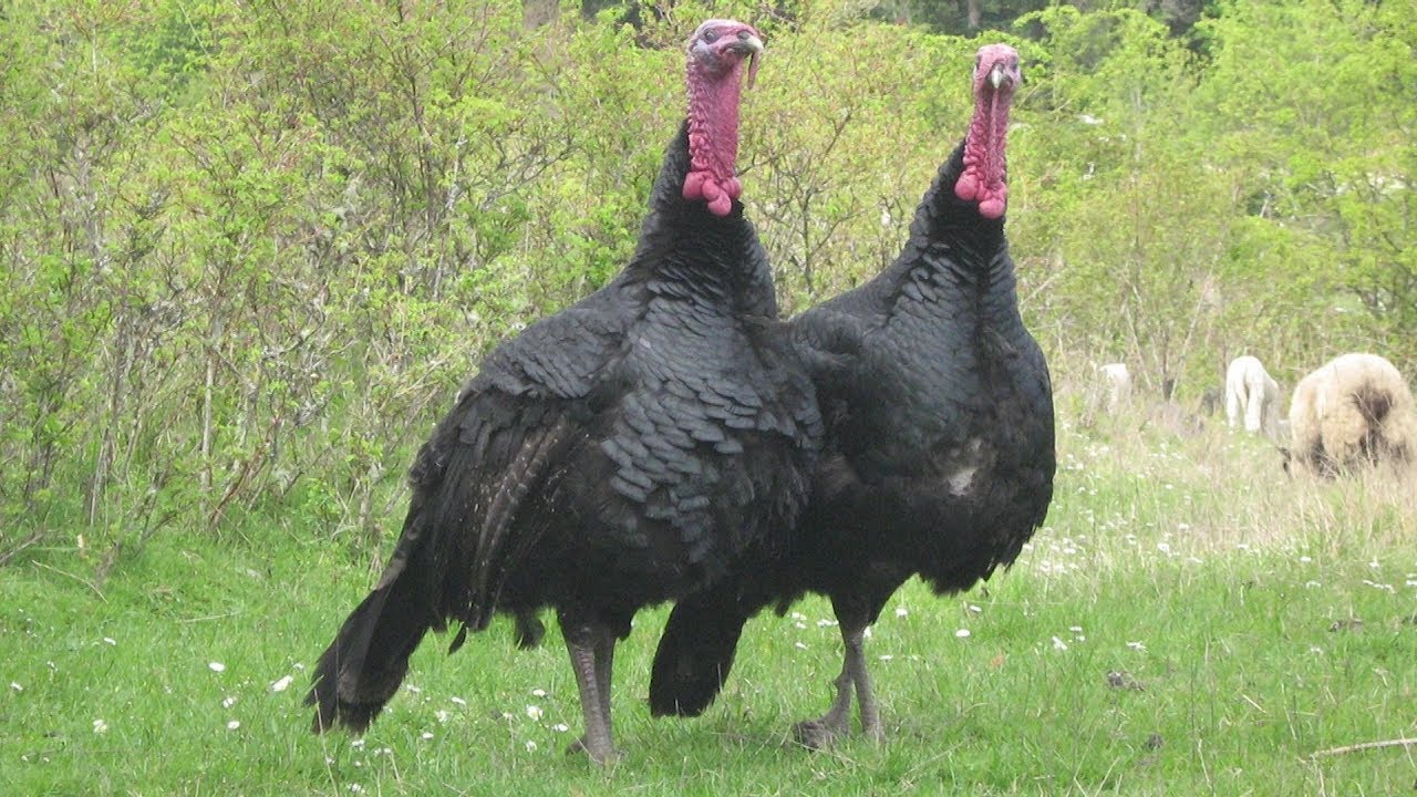 Black Spanish Turkey | Attractive Heritage Birds