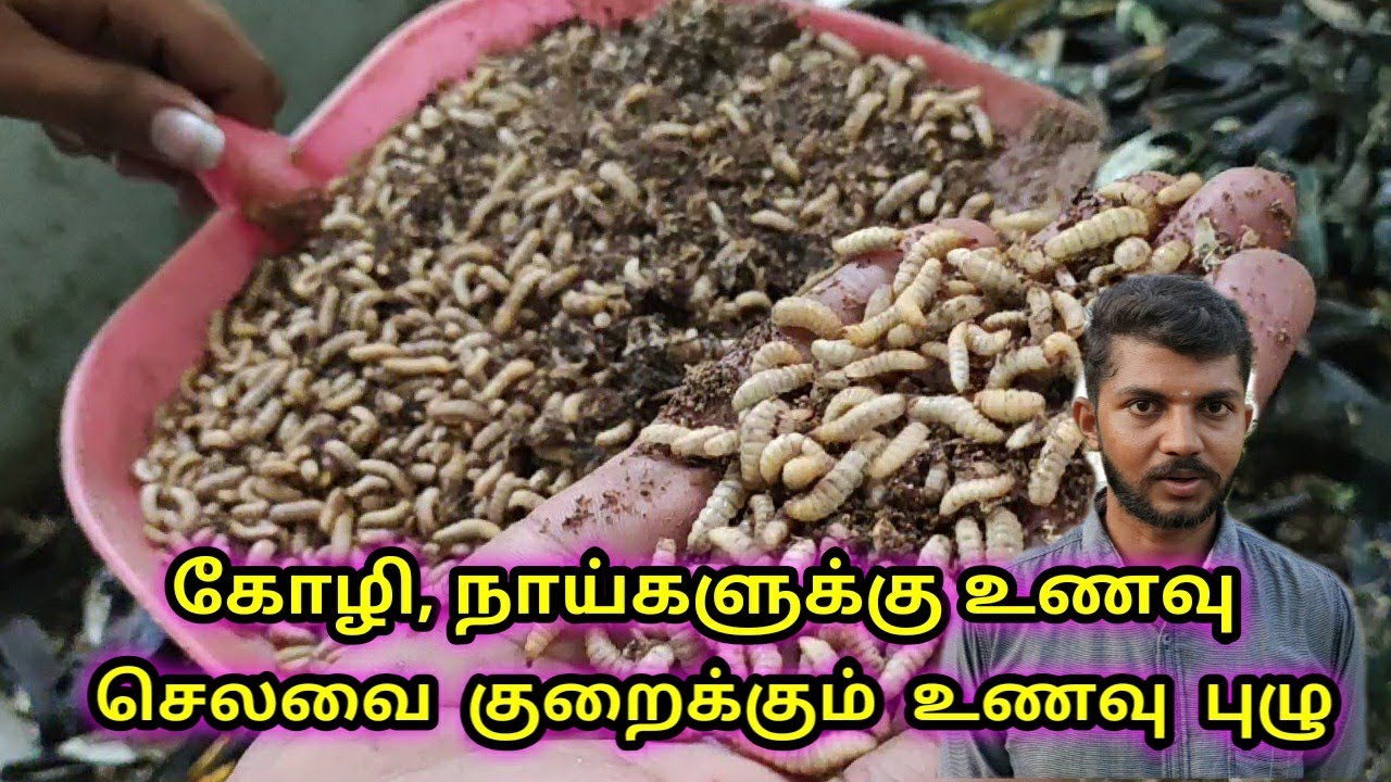 மீன்,கோழி,நாய்கள் விரும்பி சாப்பிடும் உணவு புழு BSF | Black soldier fly Farming for pets