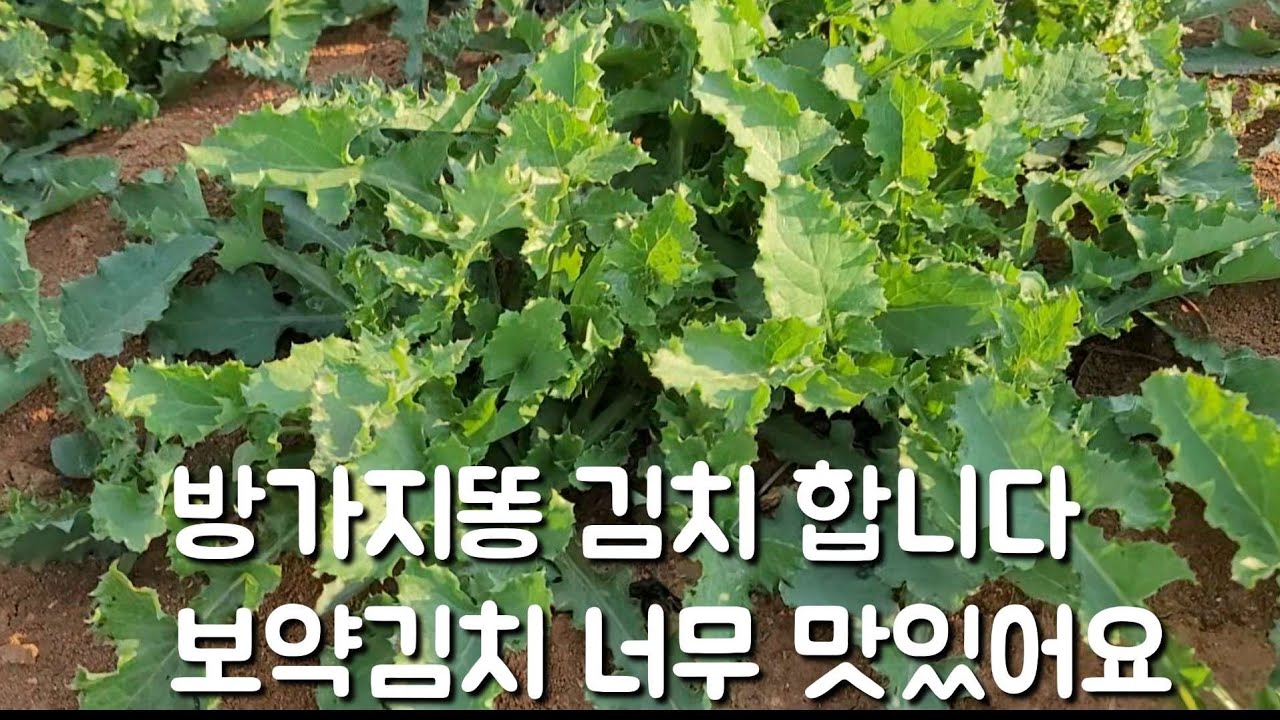 작은엄마랑 저장해두고 먹을 방가지똥 김치 합니다 야들야들 너무 맛있어요(방가지똥 뜯기 신공)