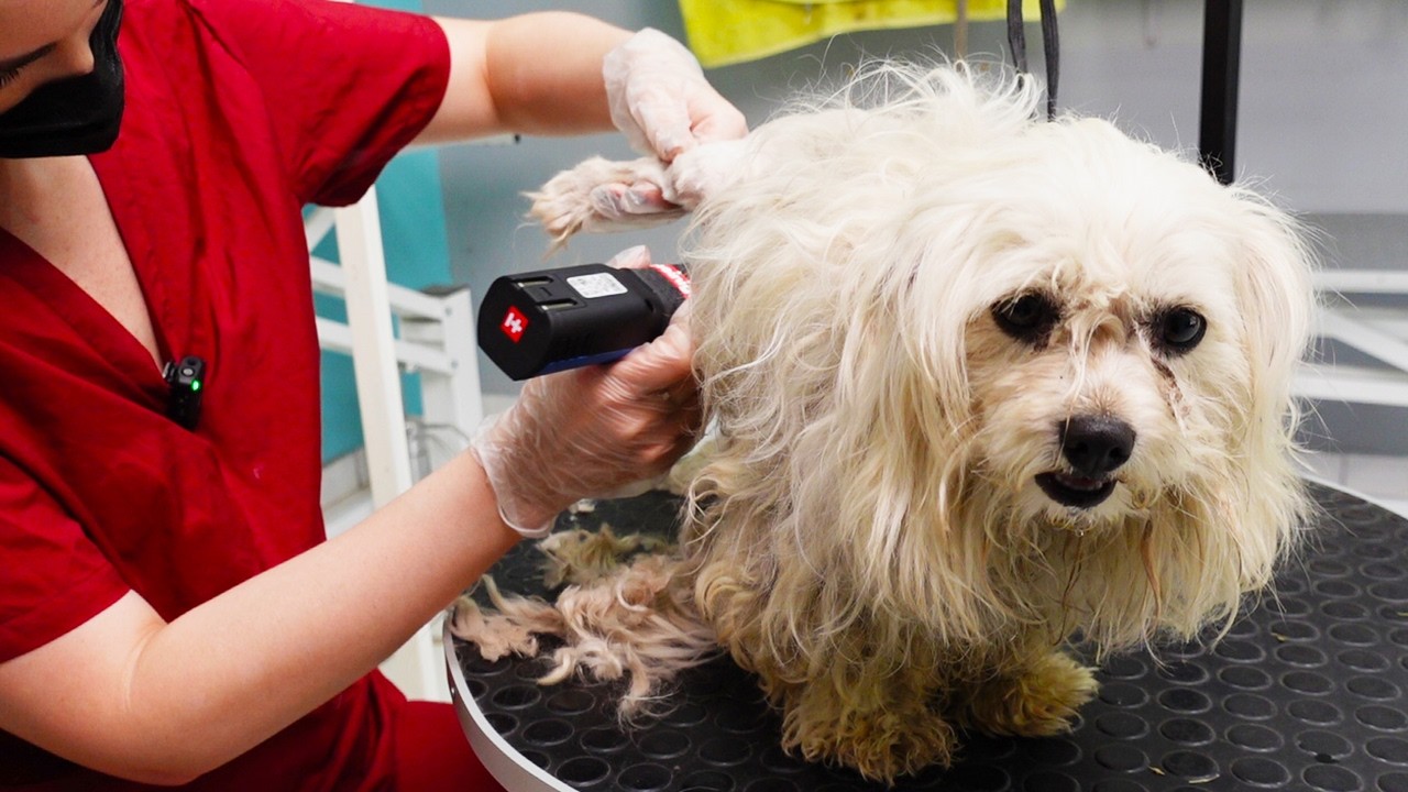 I Groomed a Stray Dog