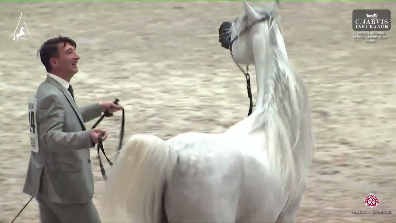 N 124 D SERAJ   World Arabian Horse Championship 2024   PARIS   Senior Males   Section B Class 6B