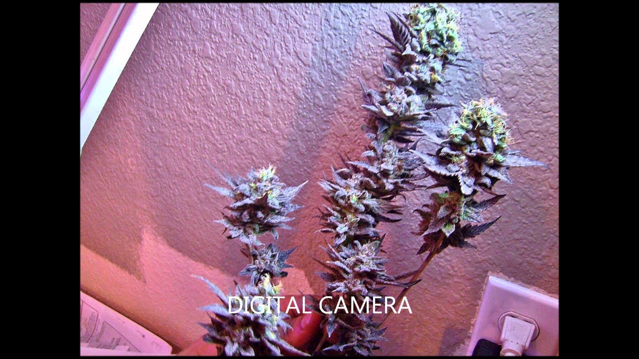 f.i. Freaking huge buds on this plant