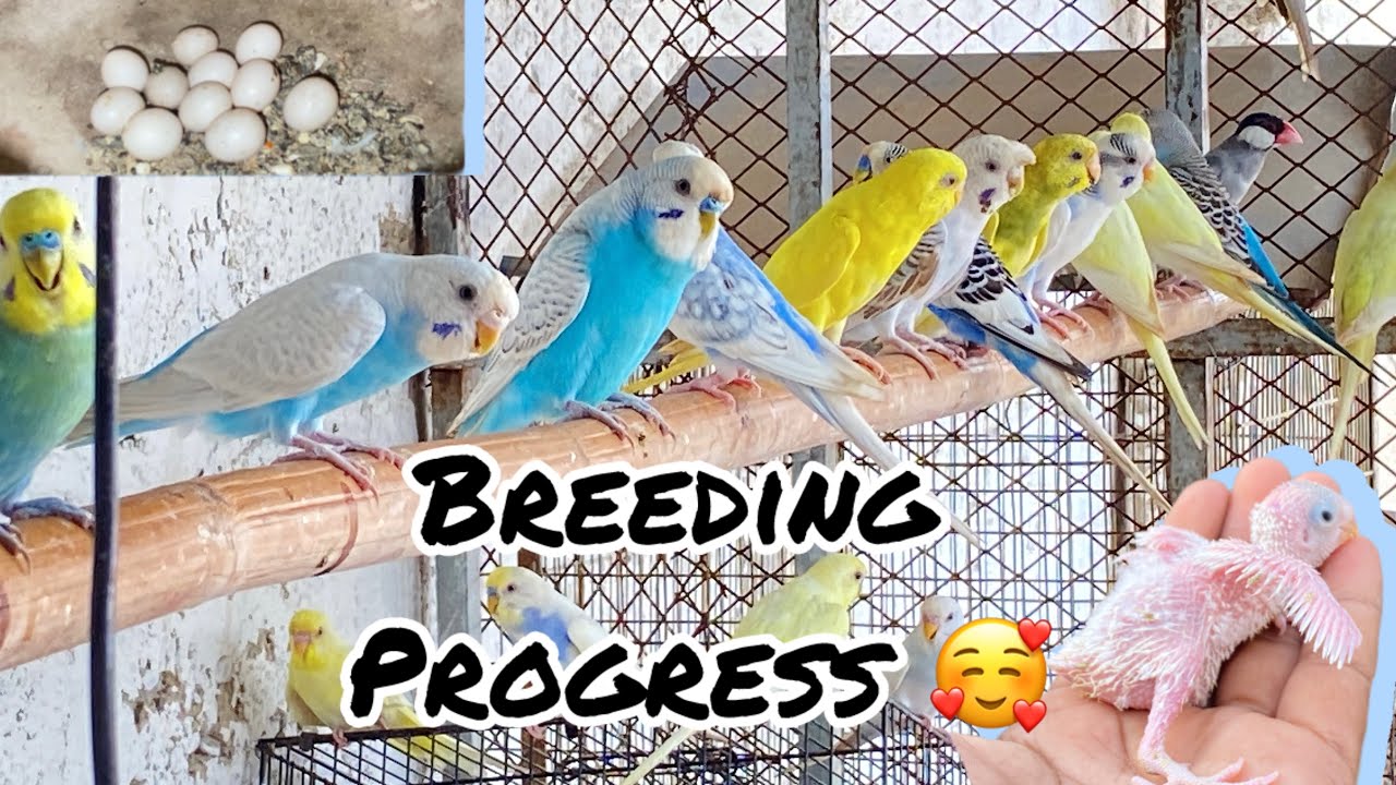 Budgies breeding progress 😍🥰🦜 // Australian parrots // vlog 4 