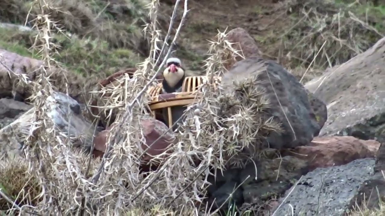 Keklik Avı (Bağlı) - الحجل طائر - куропатка - partridge