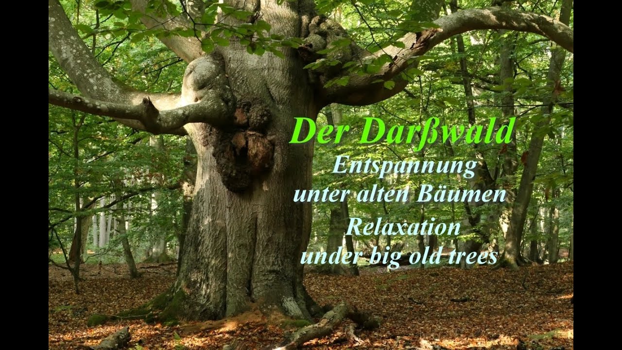 Uralte Baumriesen: Der Darßwald, Nationalpark Vorpommersche Boddenlandschaft, Ostsee. Big old trees.