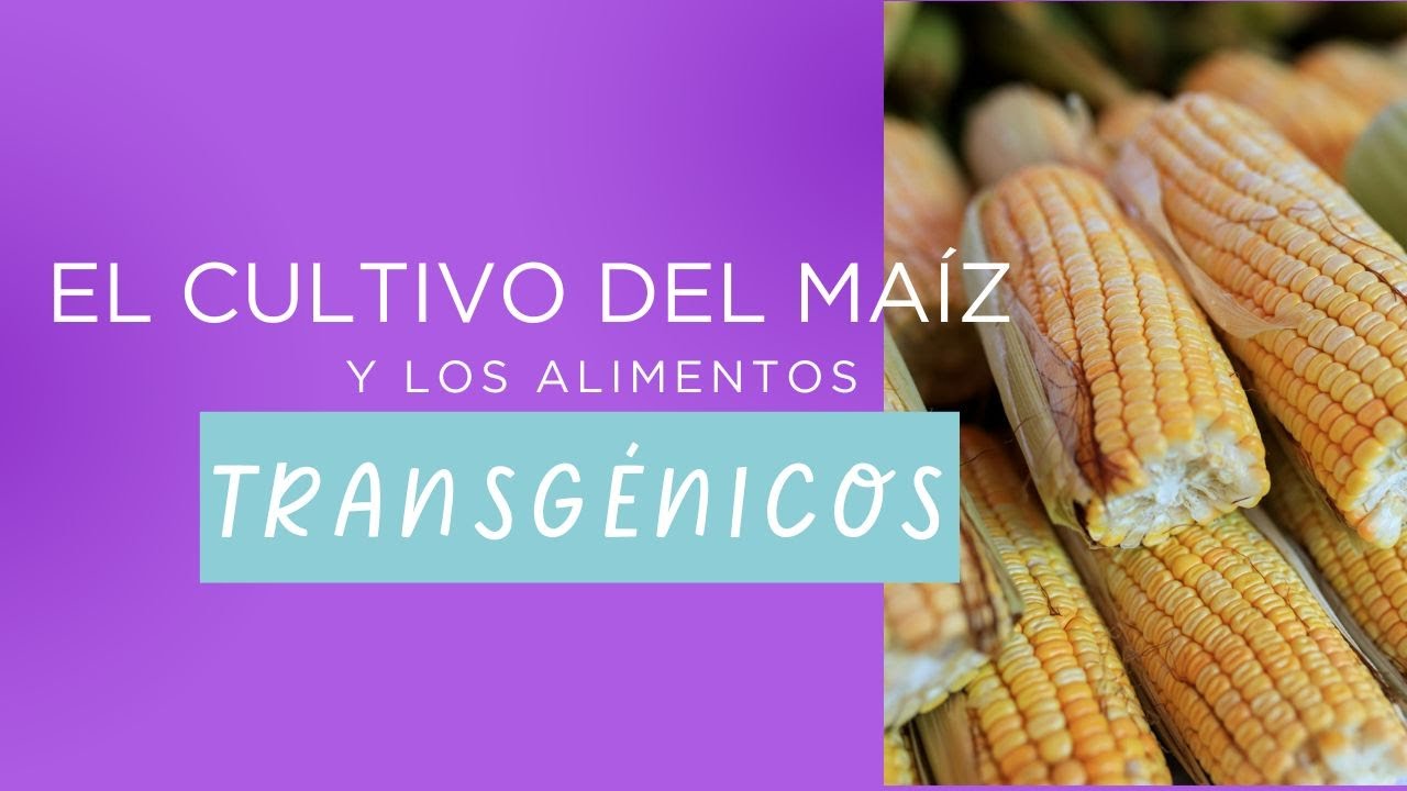 Maíces NATIVOS vs. Maíces TRANSGÉNICOS