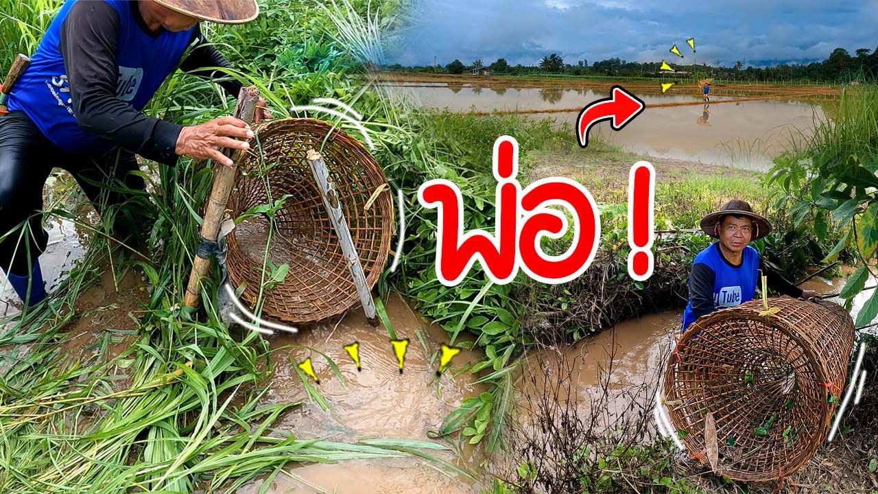 หาปลาด้วยไซว่าย Ep1 !! ได้ปลาช่อนตัวใหญ่ยักษ์ และ ปลาบู่ตัวใหญ่ยักษ์  l SANCE