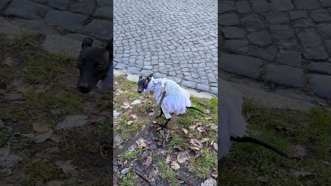 Как она кАкАИт???💩 #галнилевлетка #шабакабабака #левретка