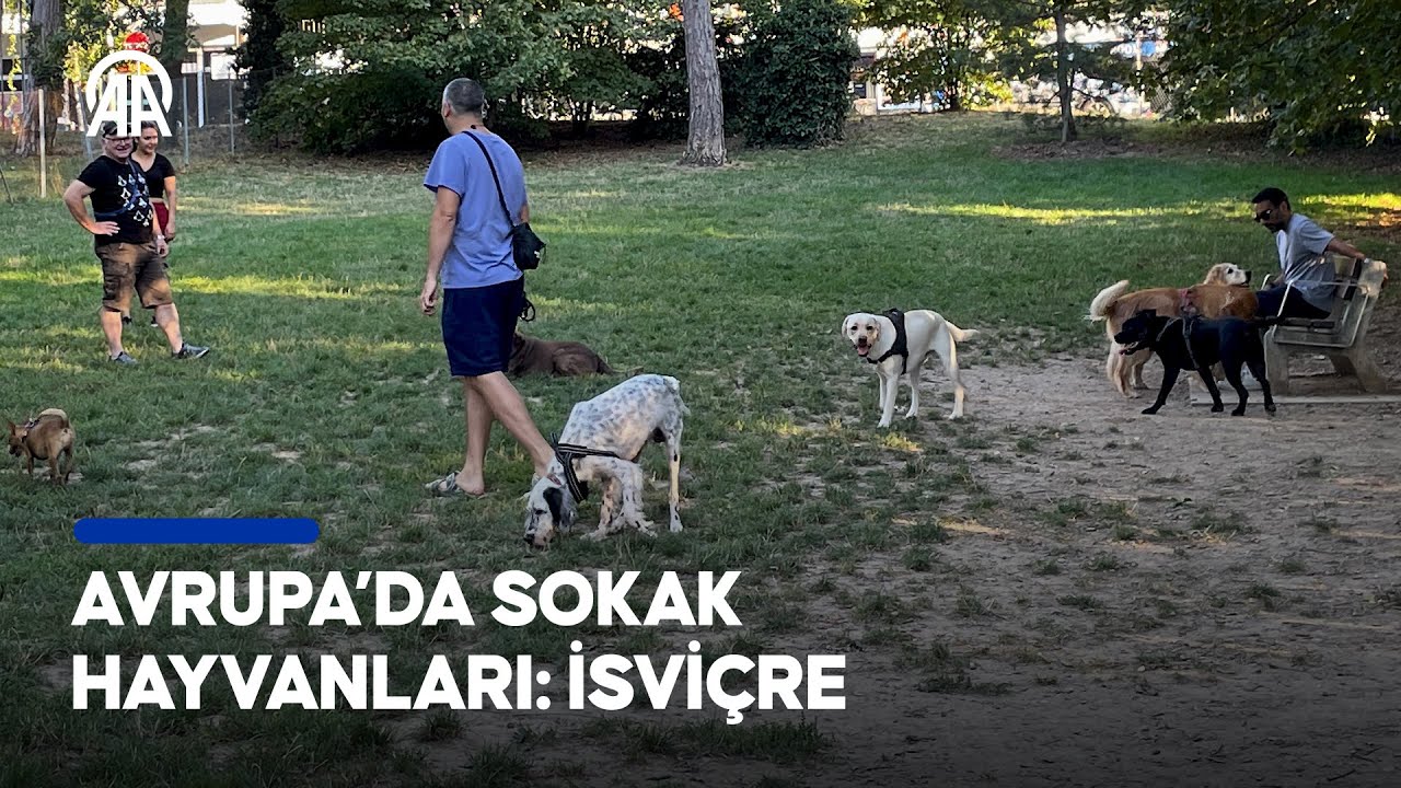 İsviçre’de sahipsiz hayvanlara barınaklarda gönüllü bakılıyor