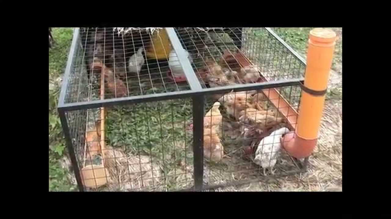 Chicken Tractors, How to grow chooks from Day 1 to 60