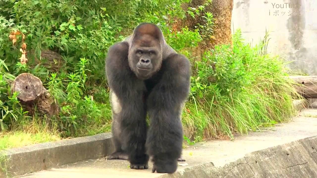 シャバーニの誇示行動　Shabani display