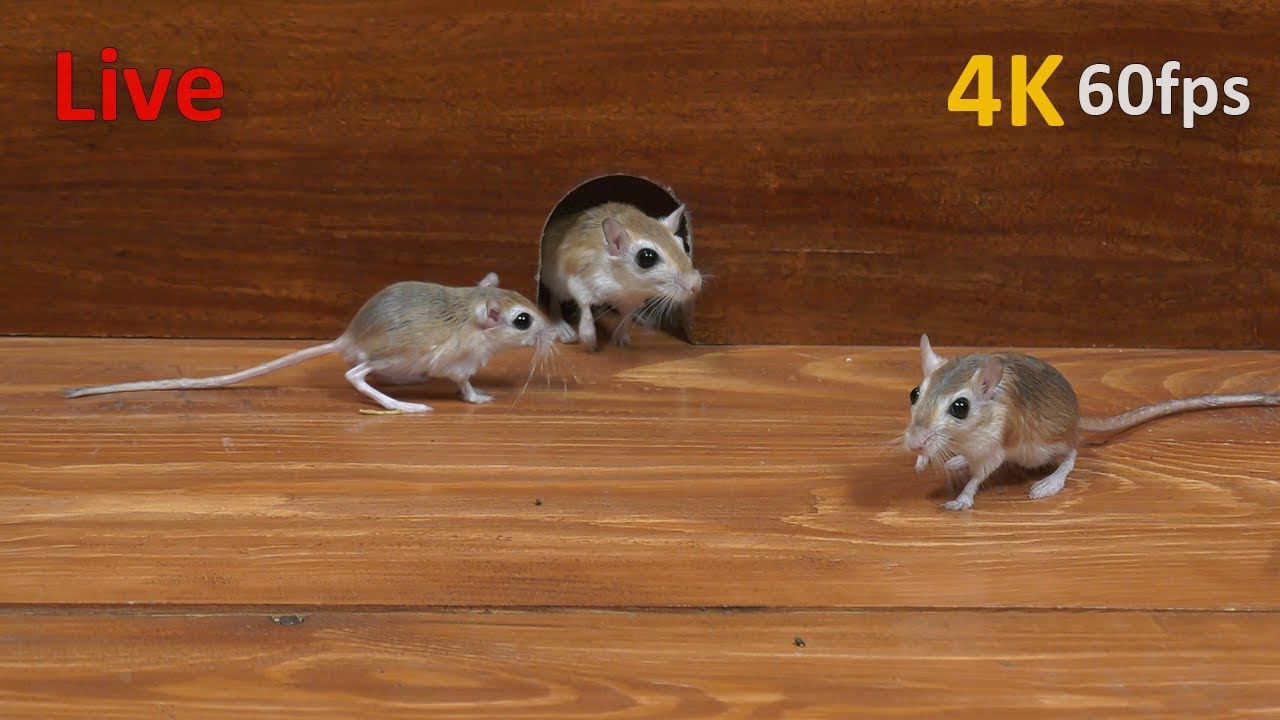 Cat tv Games Live - Mice hide & seek in the Jerry mouse hole live tv - Cat tv mouse live
