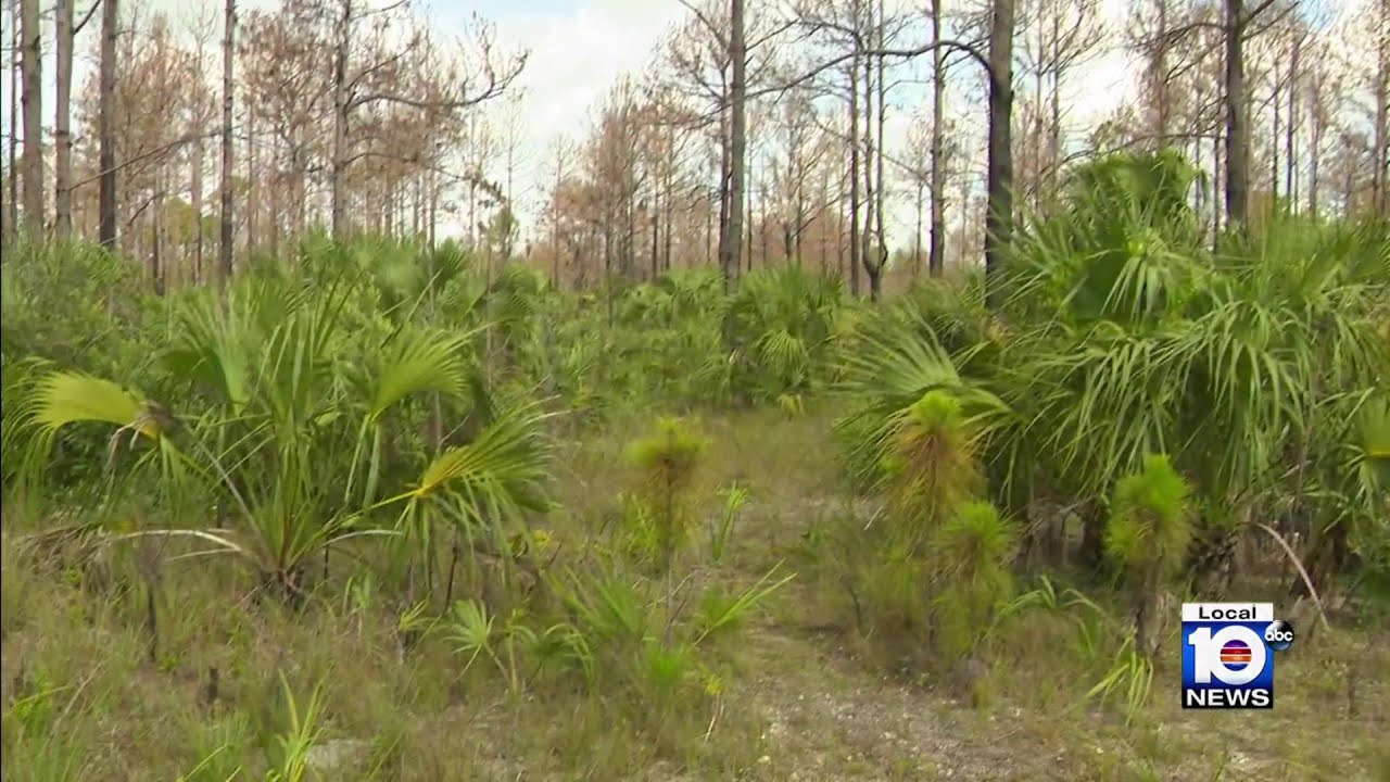 Conservationists speak out ahead of vote on building water park over pine rocklands on Zoo Miami...