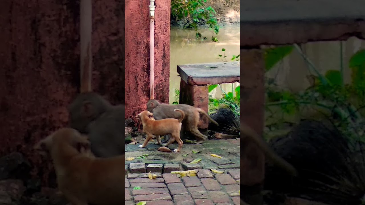 Lucky Mittal capture the video , dog loves monkey /2018