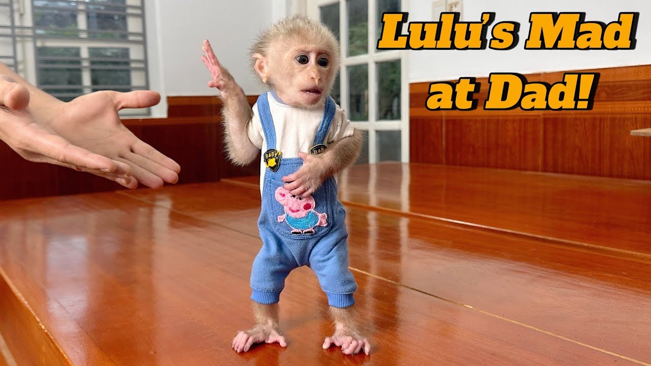 A Heart Melting Video &mdash; Baby Monkey Lulu Gets Mad at Dad in a Cute Way!