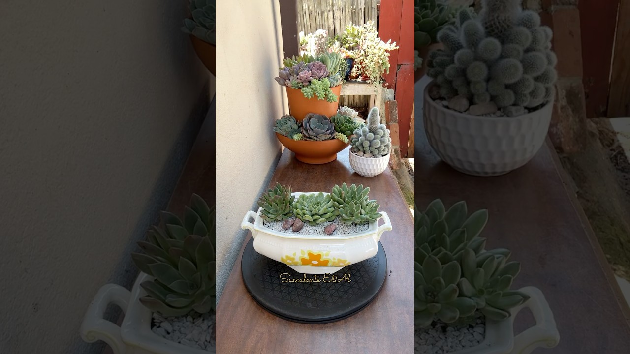 Basics  In Succulent Arrangement 🪴 #succulents #suculentas#garden