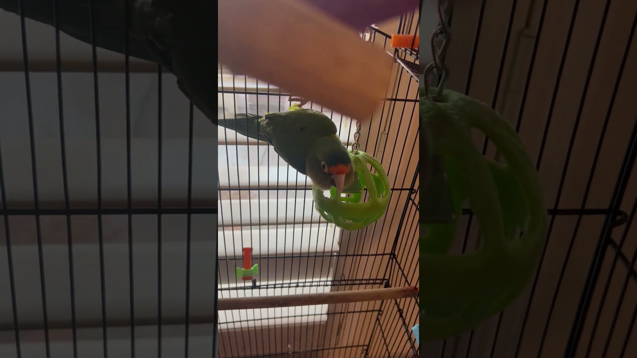 Angry parrot wants to bite me