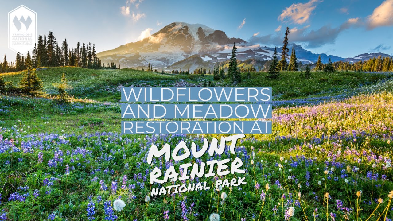 Wildflowers and Meadow Restoration at Mount Rainier National Park