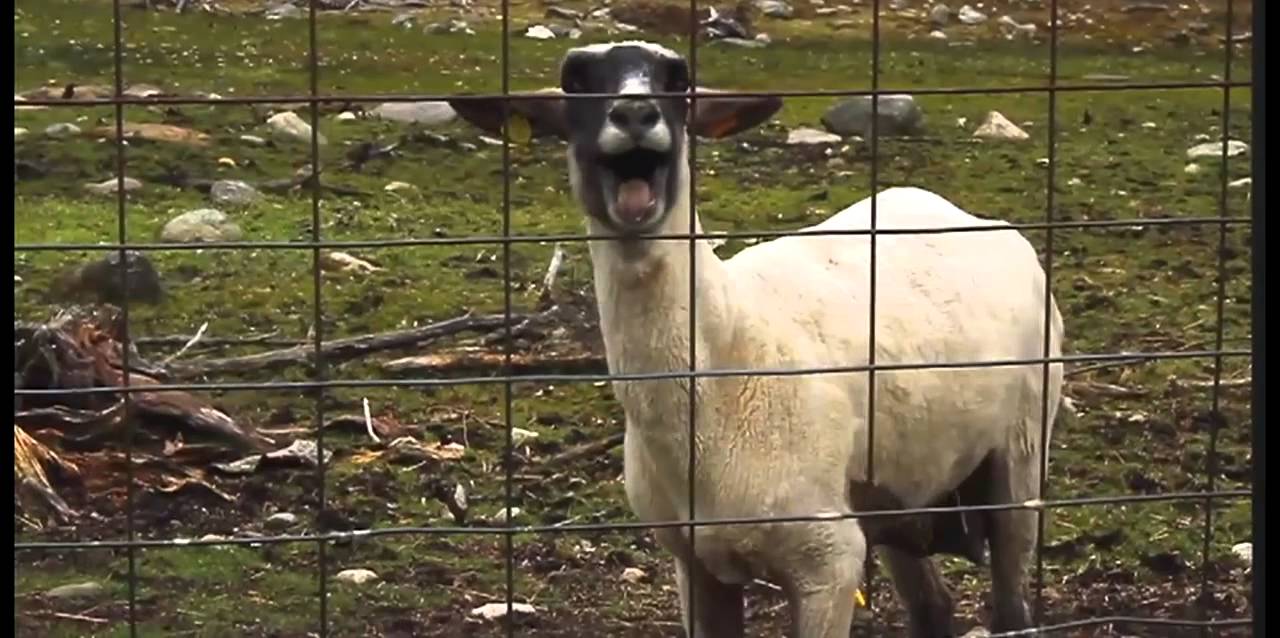 I Will Always Love You - (Goat Version)