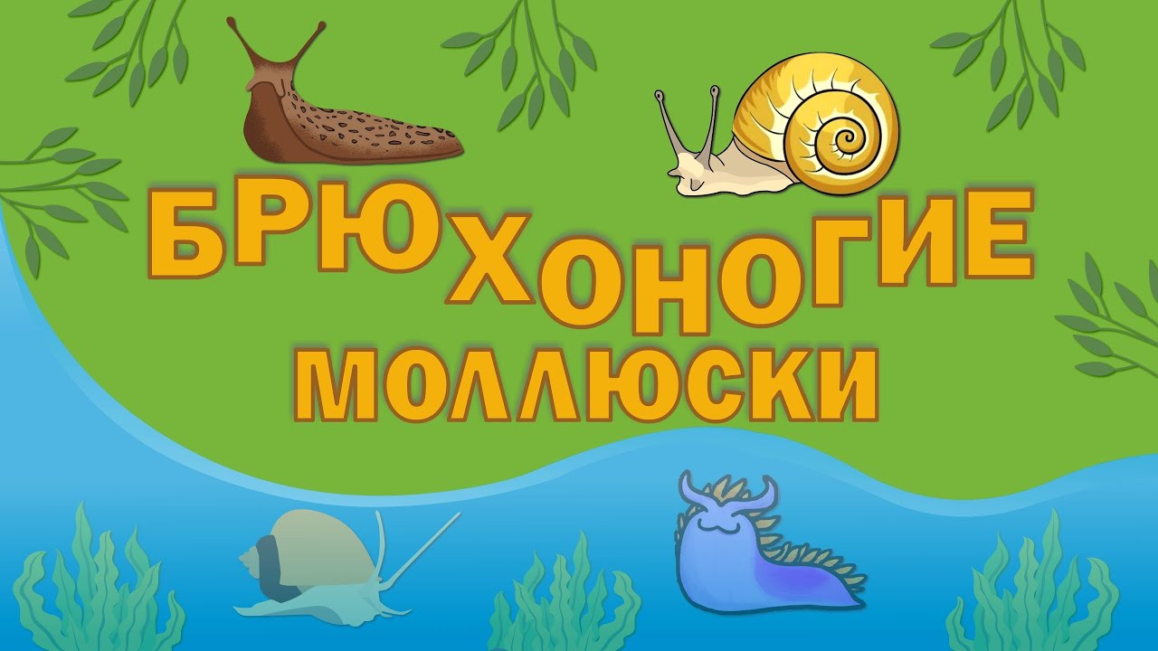 Брюхоногие моллюски: эволюция и многообразие | Познавательное видео |Удивительный мир беспозвоночных