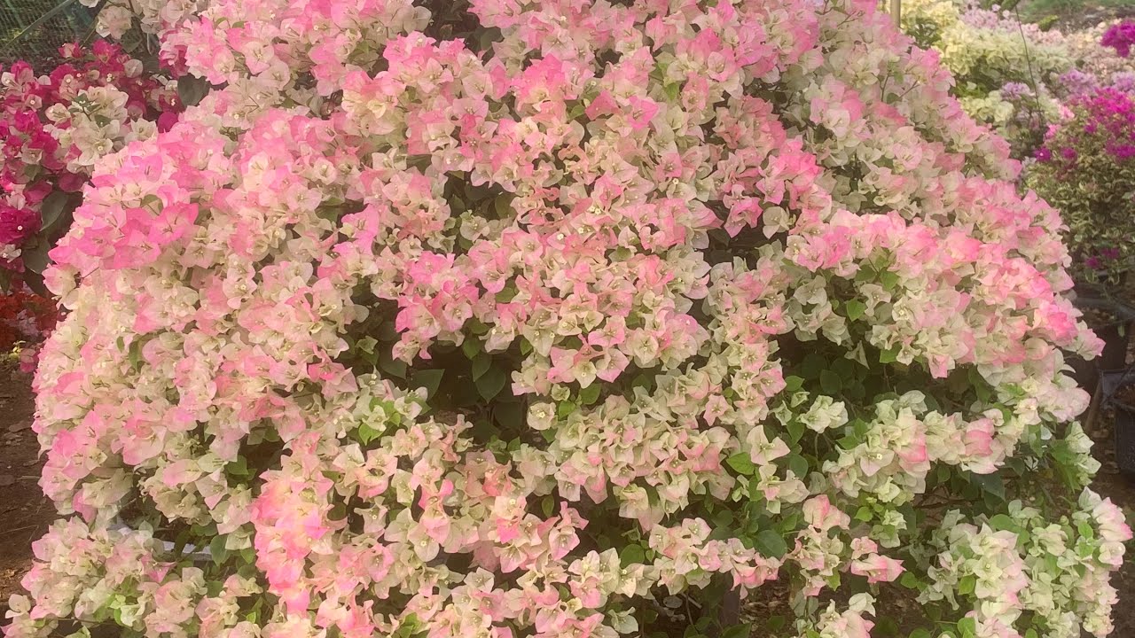 Hoa giấy Tết
