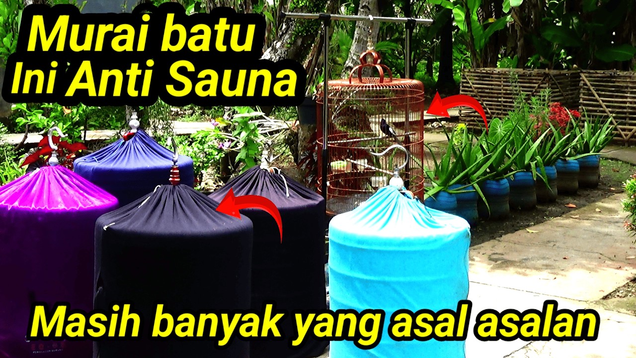 Simak ini | PANTANGAN kondisi muraibatu jemur sauna kerodong kering burung kering ‼️