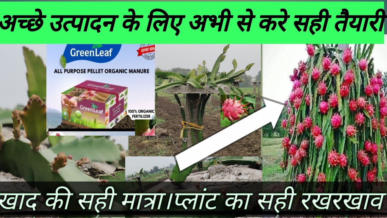 “How To Select Good Fertilizer To Dragon Fruit Farming अच्छी पैदावार के लिय सही उर्वरक। agriculture