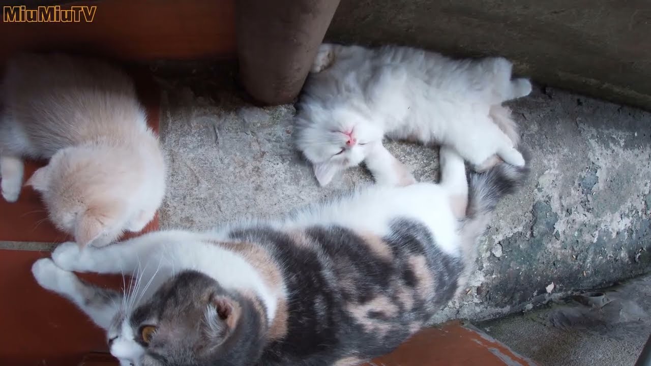 Mom Cat and Kittens Sleeping Everywhere to Escape the Summer Heat | Meowing TV.